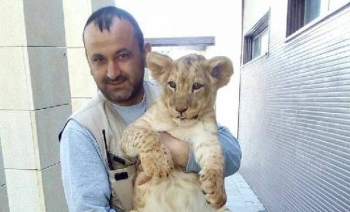 Kayseri’de bakıcı, yemek verdiği aslanın saldırısına uğrayarak yaralandı