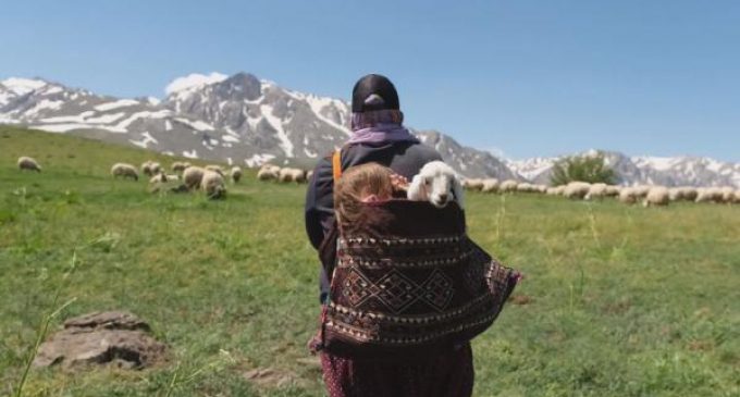 Göçerlerin yayla göçü: İki kuzu anne sırtında taşındı