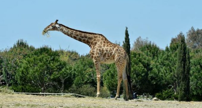 Doğal Yaşam Parkı’nın simgelerinden zürafa ‘Zarife’ yaşamını yitirdi