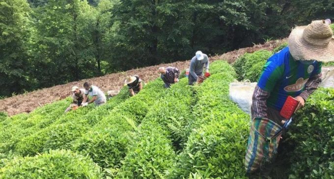 Çay hasadı yapılan Rize’de tırın içinden ithal çay çıktı: “Üreticiyi düşük fiyattan satmaya zorlayacaklar”