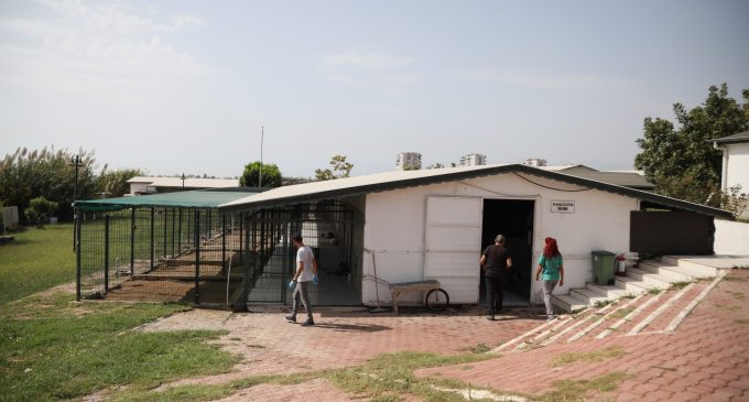 Antalya’da vahşet: Belediyenin Kedi Evi’ne giren üç pitbull, 12 kediyi öldürdü