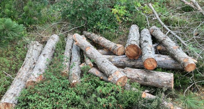“Maltepe’de özel tesis yapılması için yüzlerce ağaç kesildi” iddiası